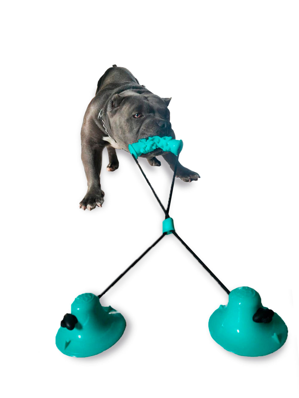Juguete para Mascota con Mordedera y Ventosa